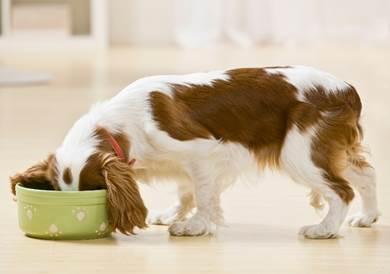 bearcarson pets tips for top dog diet